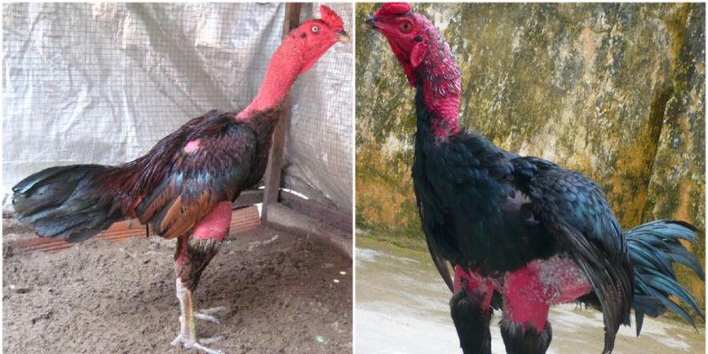 Cách chọn giống gà đá dựa theo tiêu chí mới