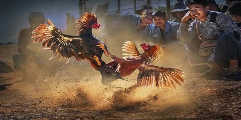 Trường hợp gặp những trận đá gà hòa